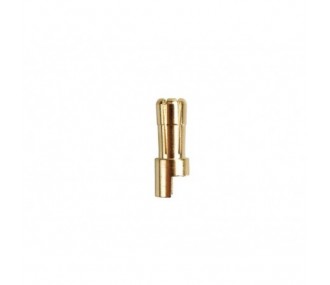 Gold Socket PK 5.5mm male (1 pc) - AMASS